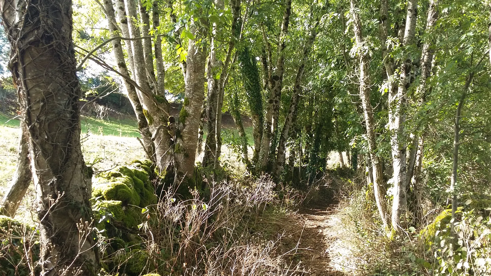 Chemin en sous-bois - circuit le chemin aux deux visages_20 © Lot Tourisme - A. Leconte