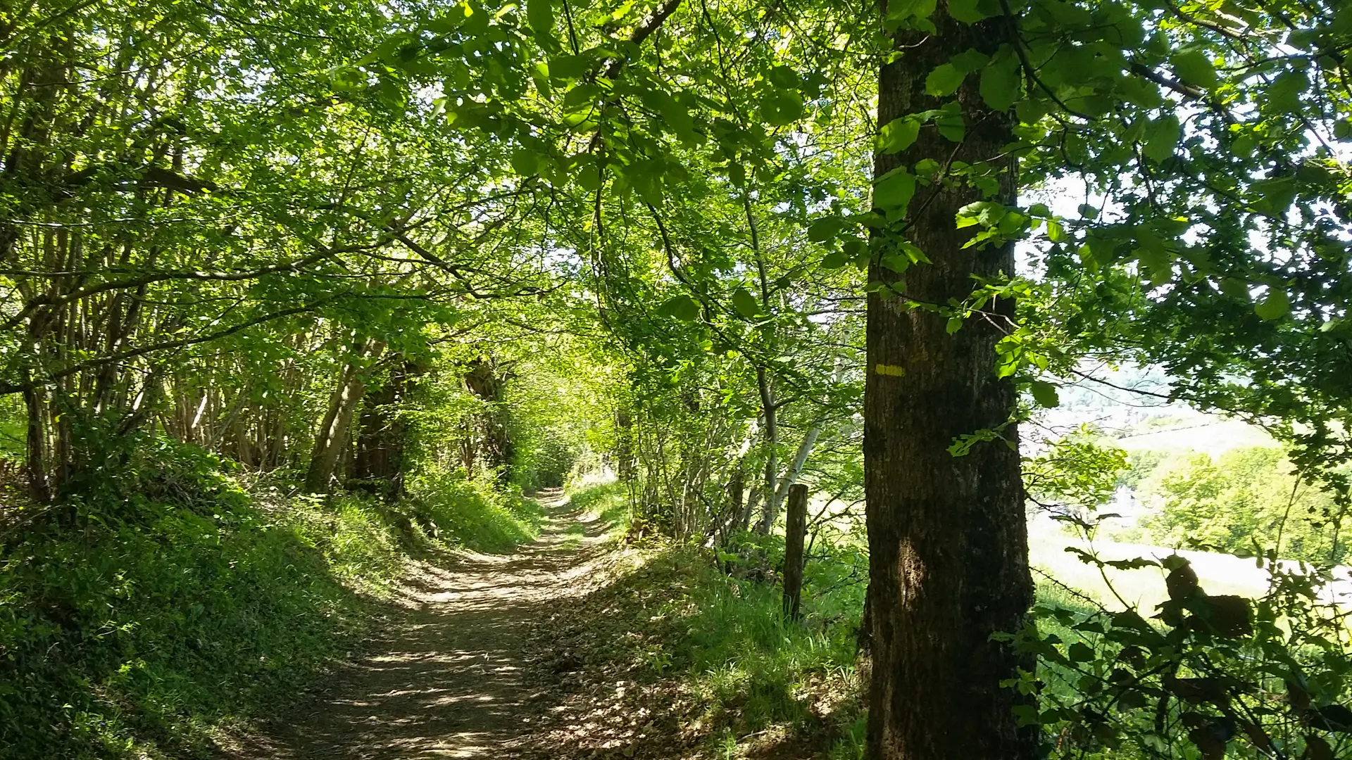 Chemin en sous bois_12 © Lot Tourisme - A. Leconte