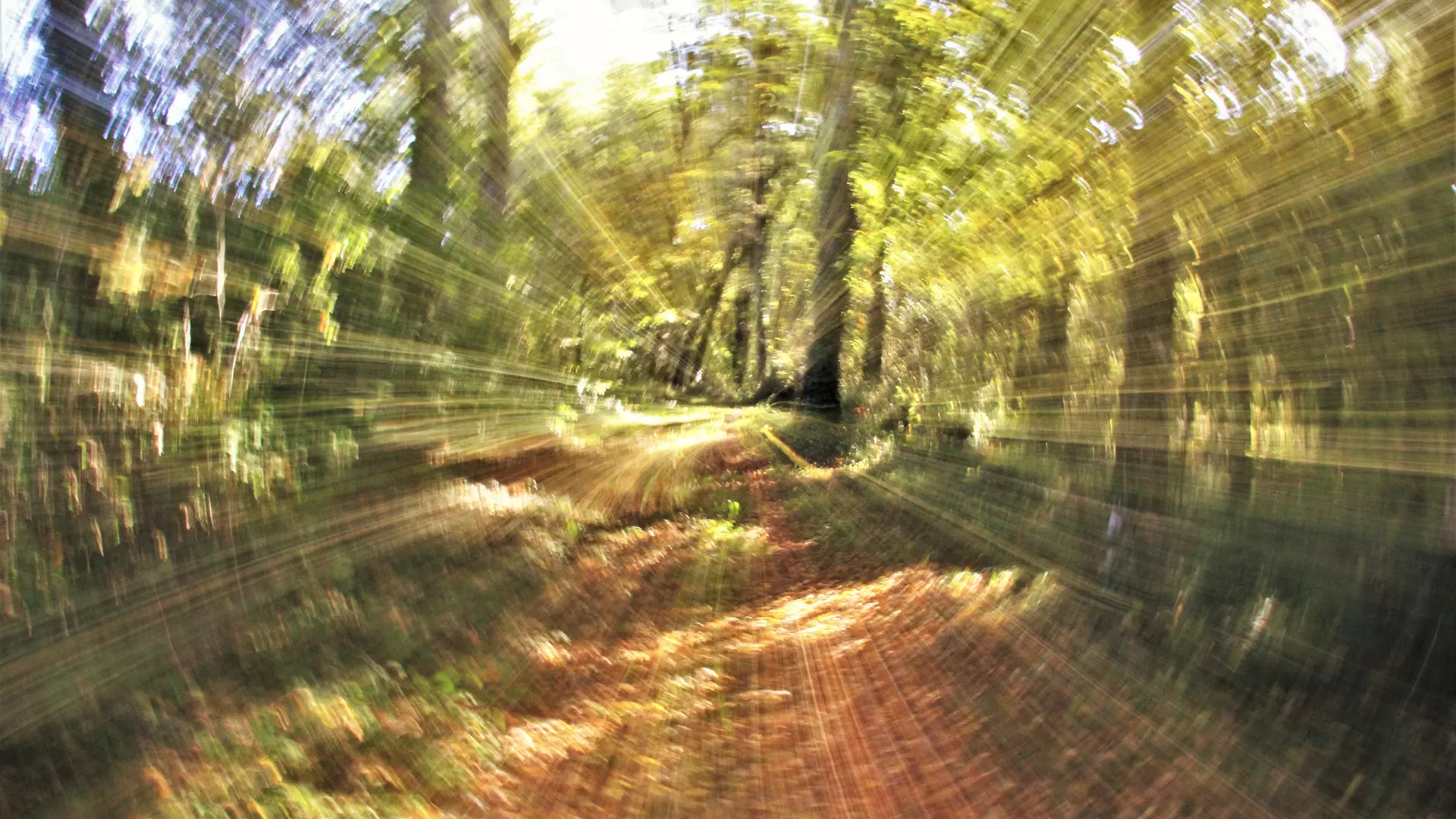 Chemin privé du gite à travers un bois  d'1 hectare et demi.