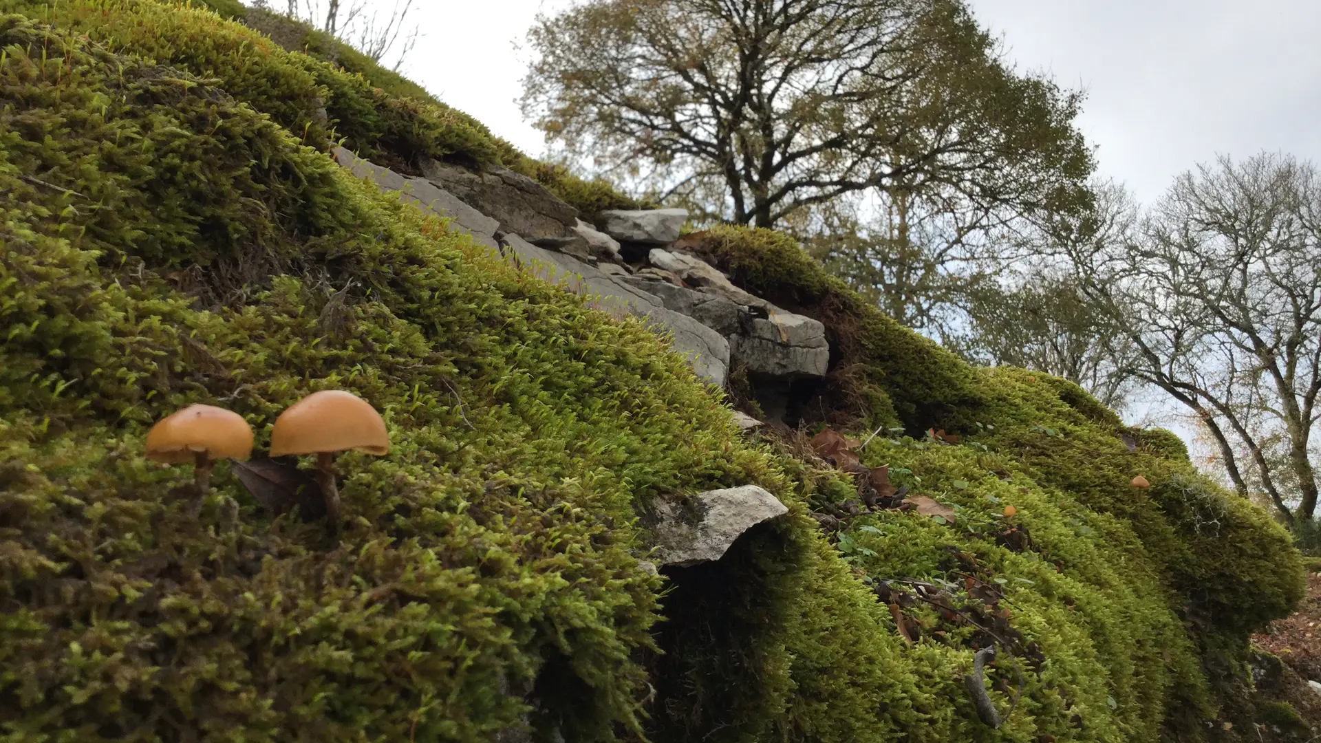 Circuit Les dolmens de Miers 5 - OTVD Gloria Lafarge