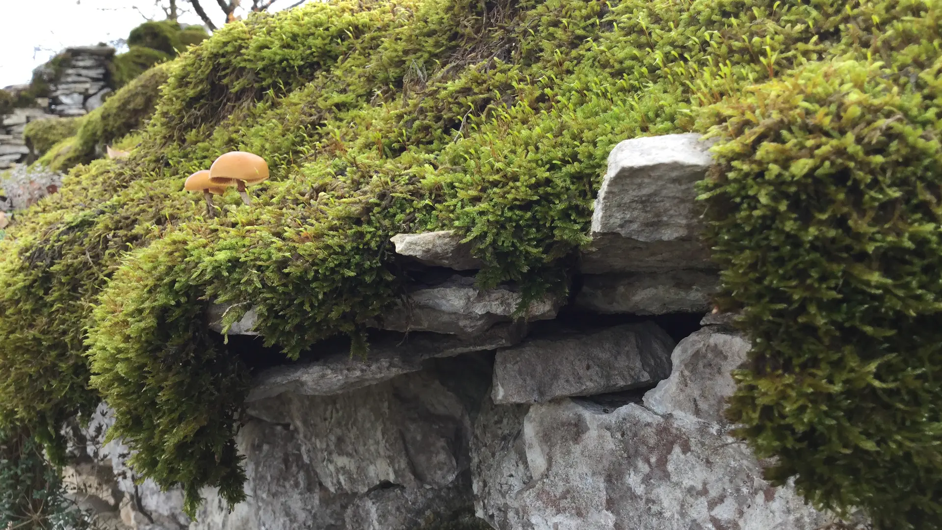 Circuit Les dolmens de Miers 6 - OTVD Gloria Lafarge