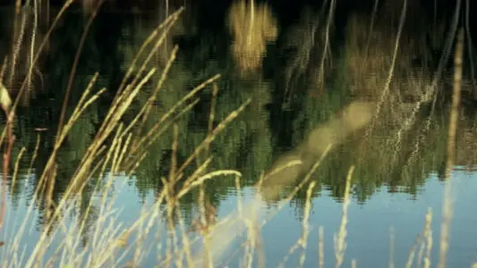 Cardaillac : Plan d'Eau des Sagnes