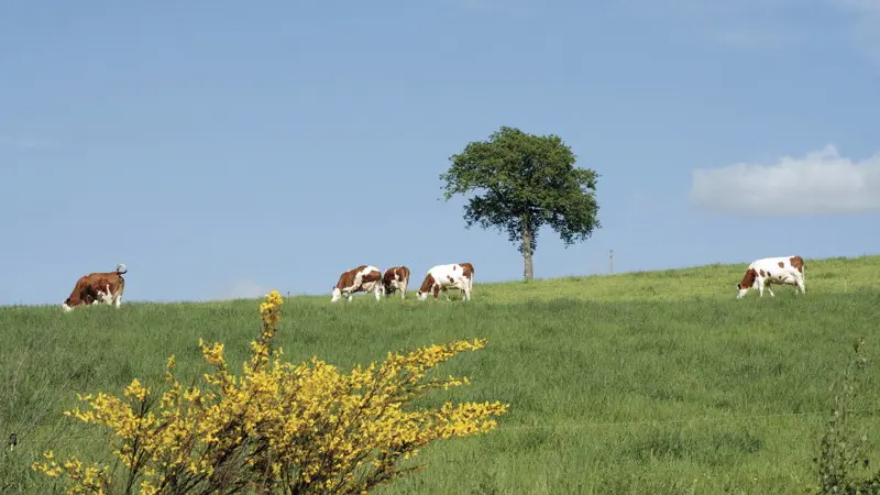 Vaches en Pâture dans le Limargue
