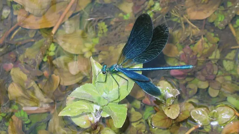 Libellule Bleue