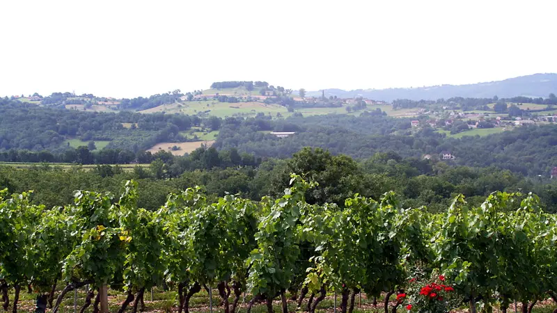 Glanes - Vue sur le Vignoble