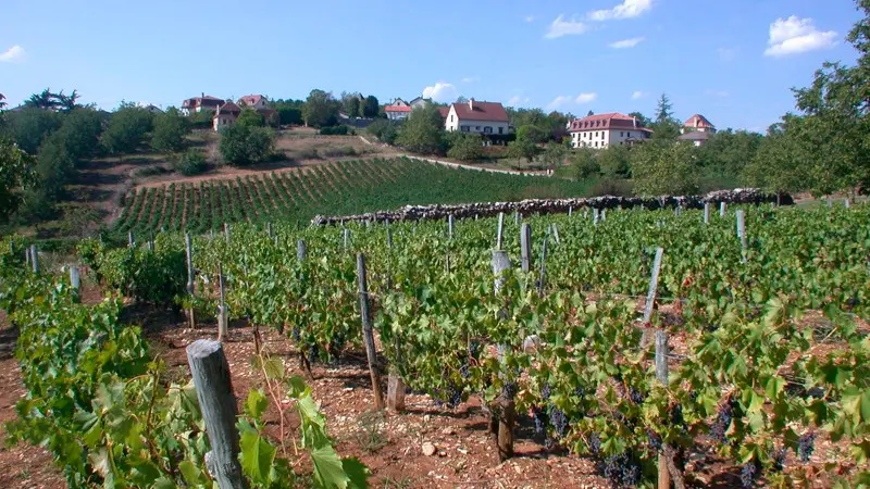 Glanes - Vignoble des Côteaux de Glanes