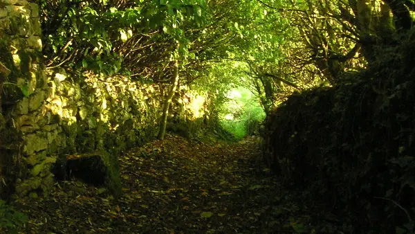 Cavagnac : Passage en sous Bois