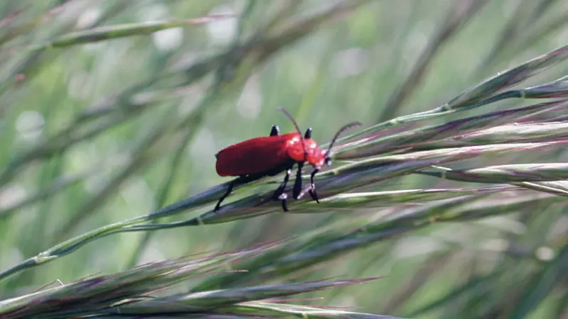 Petit Coléoptère de la Famille des Chrysomelidae
