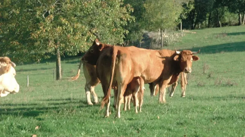 Vaches Laitières