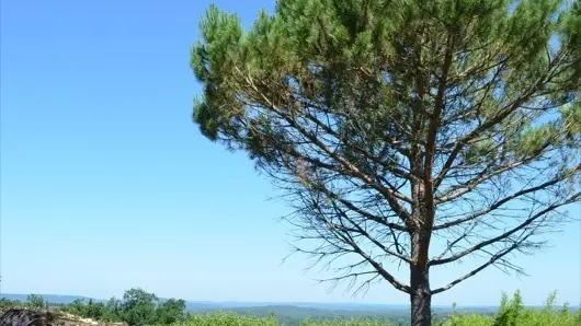 Cite Medievale de Gourdon - Vue