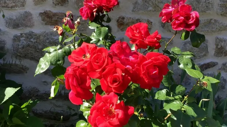 Combe-StPrivat-19G5349-roses