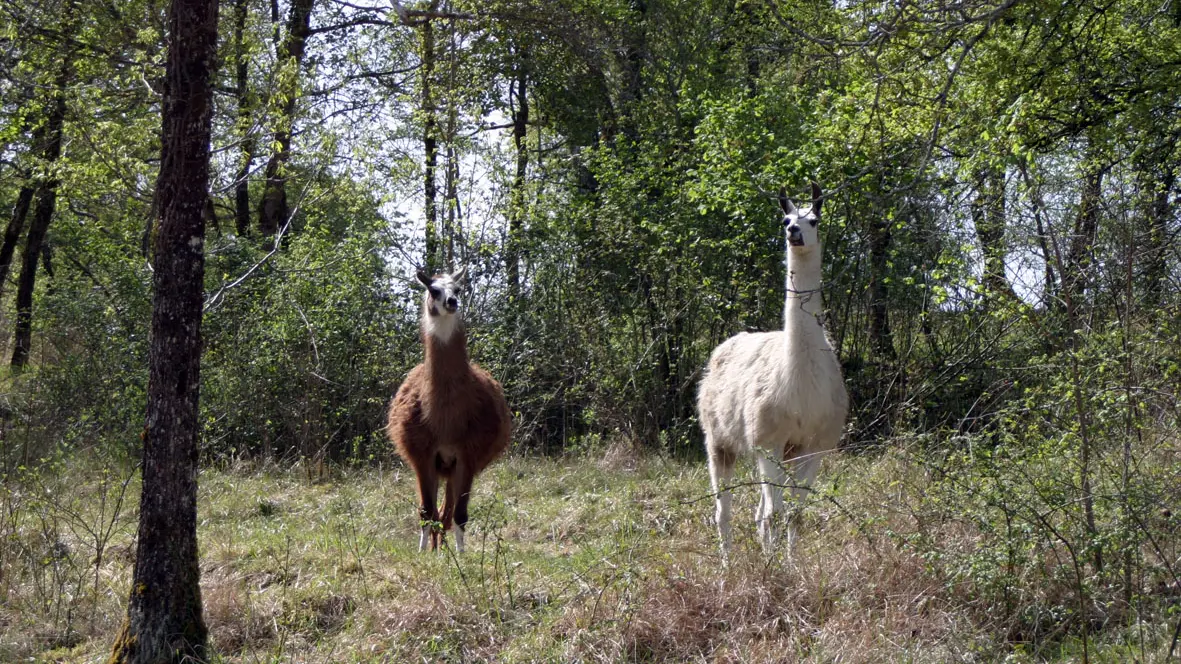 Colline aux chalets - 12 - Lama 01