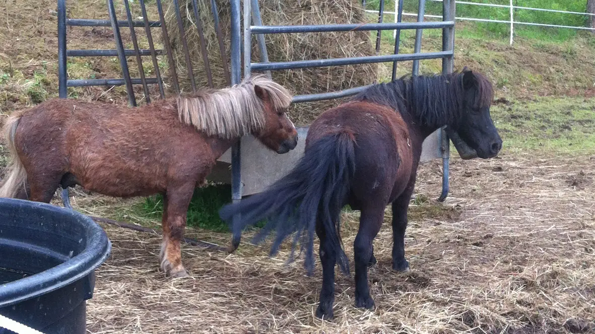 Colline aux chalets - 21 - Poneys 02