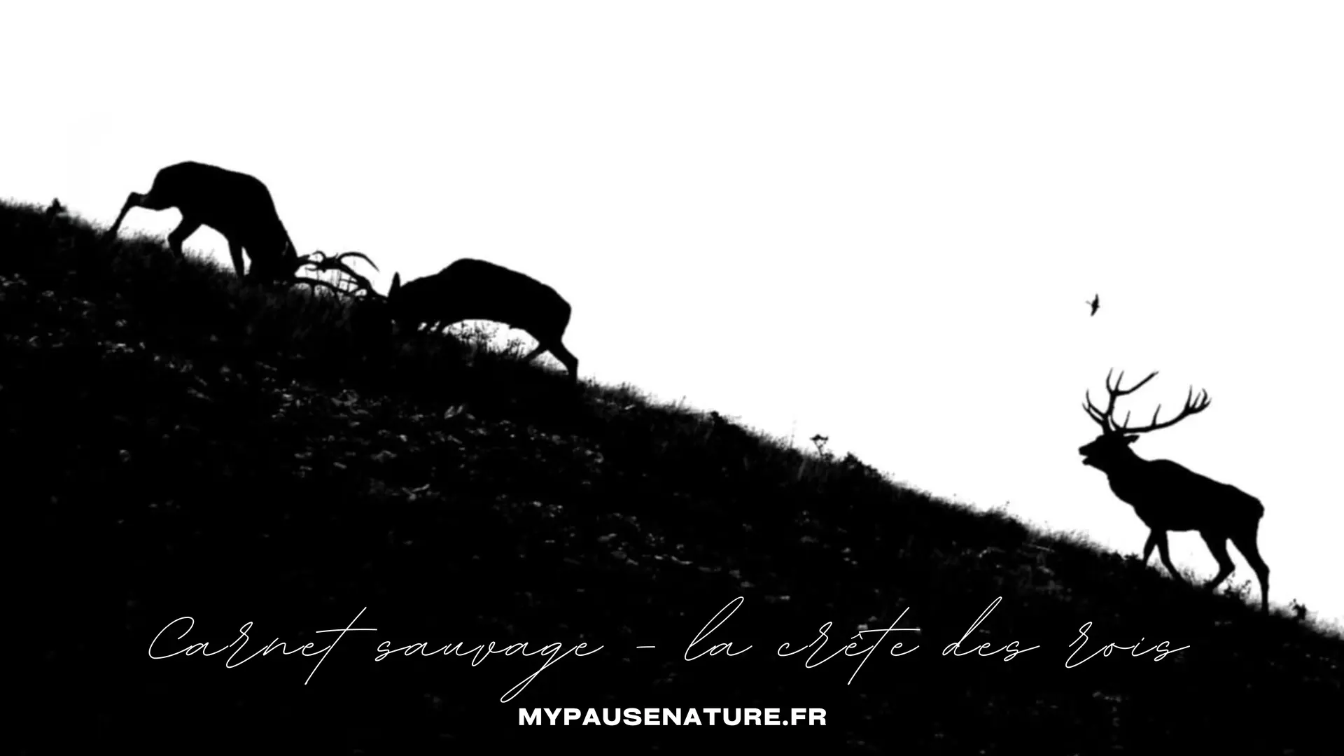 Brâme du Cerf avec Respect