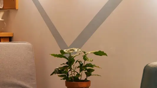 Pilea