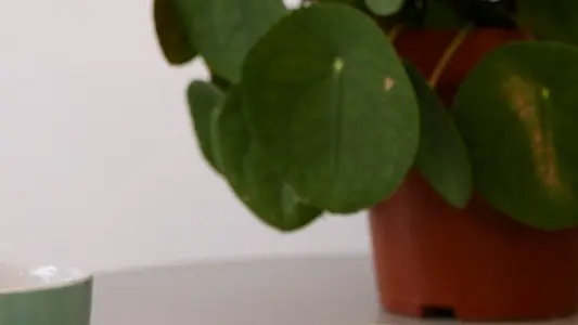 Pilea