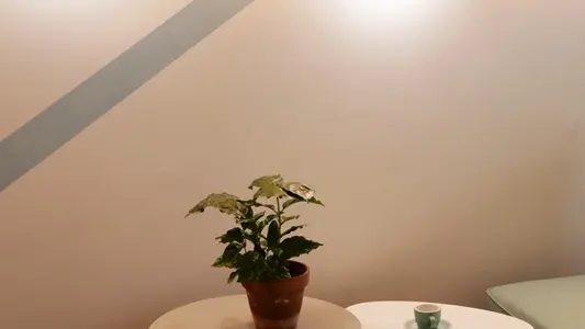 Pilea