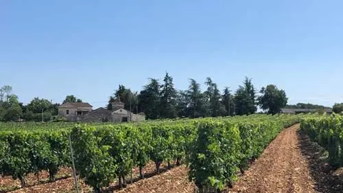 Le vignoble du Clos Siguier