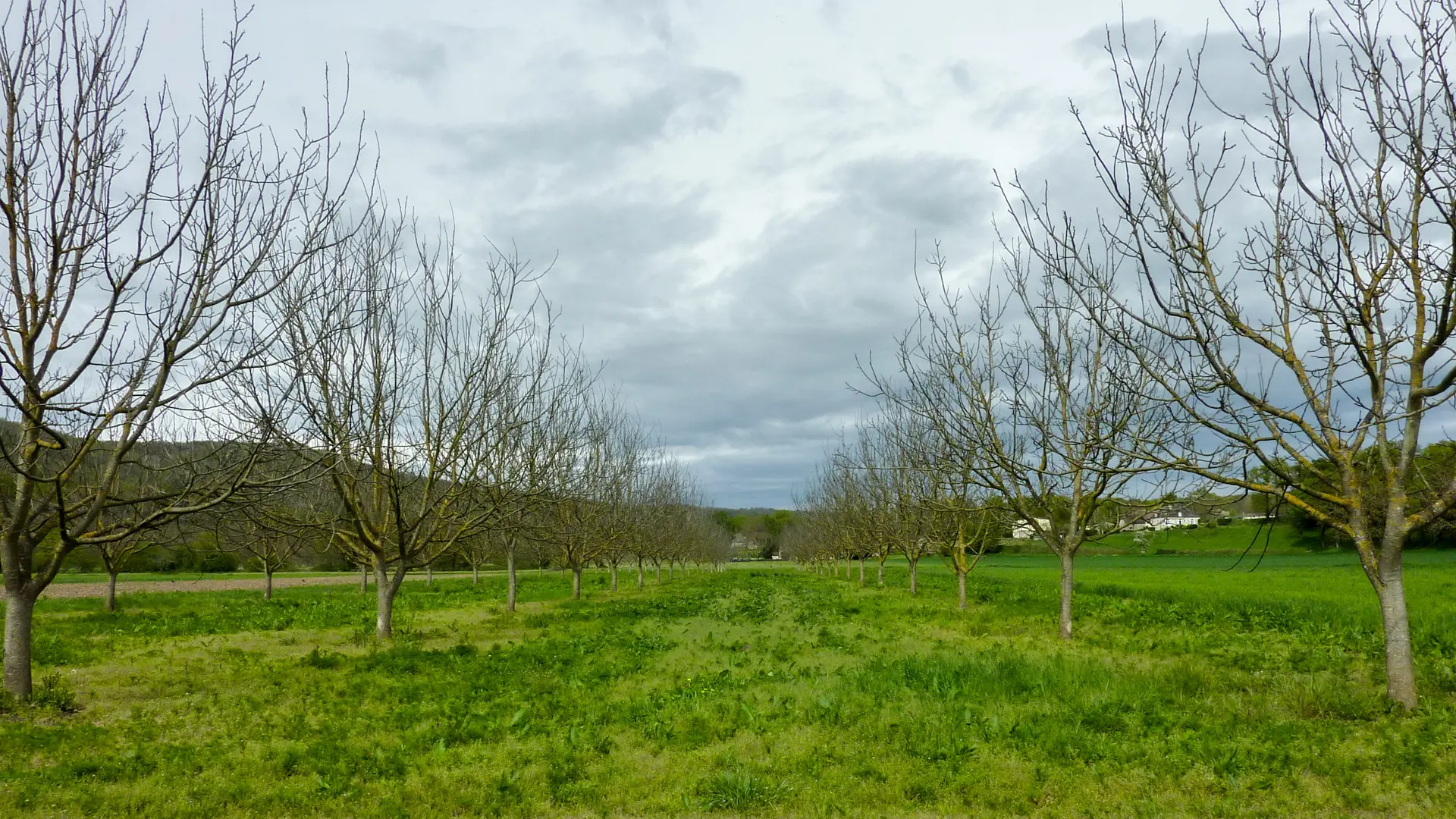 Creysse - Noyeraie de Bauze © Lot Tourisme - C. Sanchez