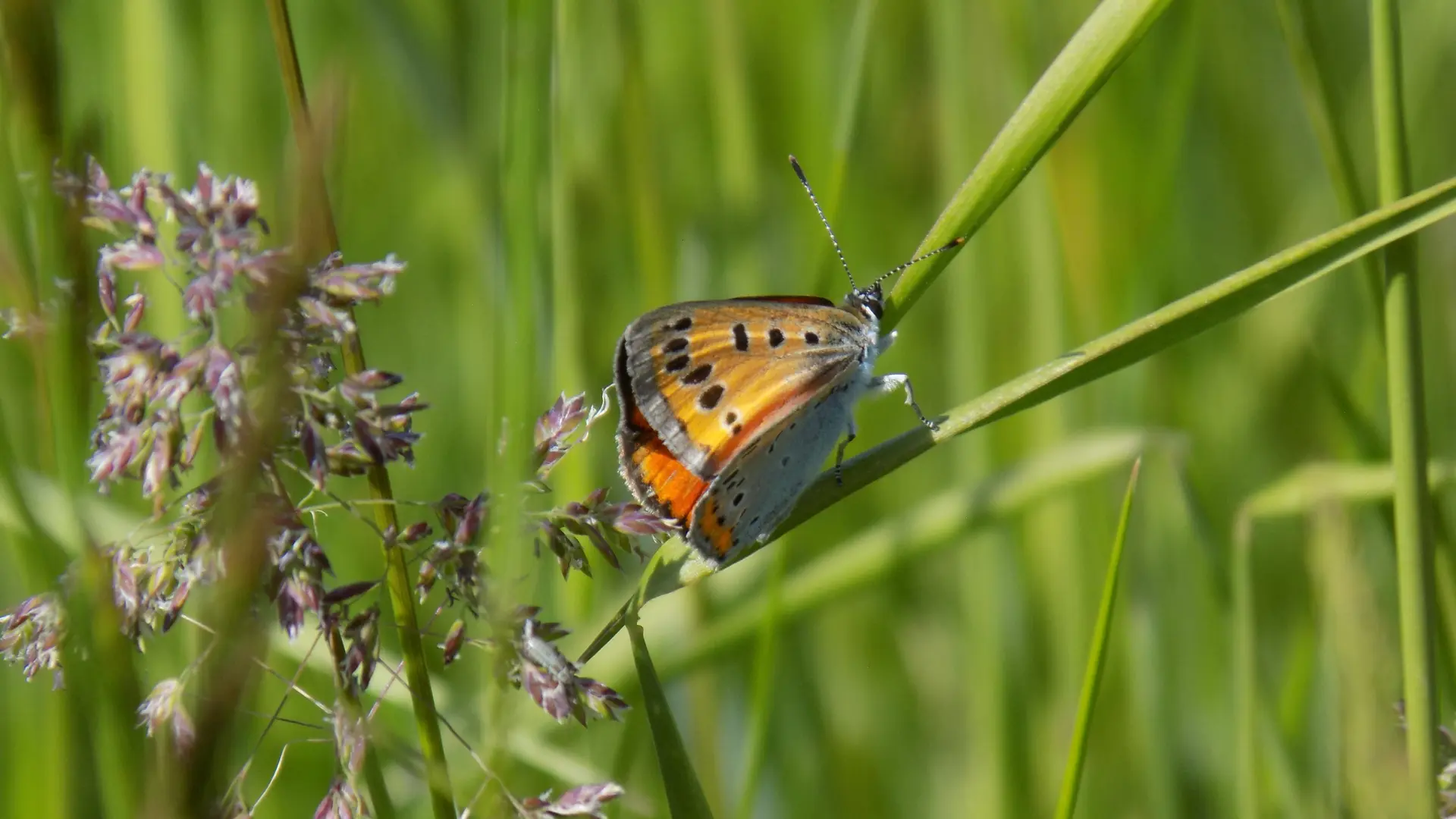 Cuivré des marais-Lycaena dispar3-SR2023