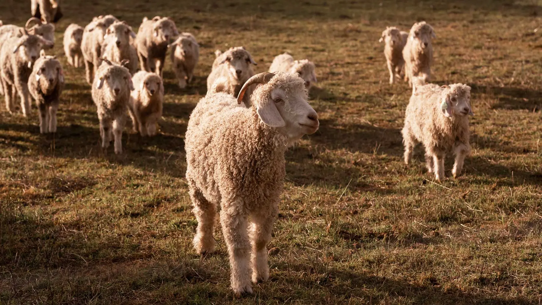 Cassius et les Queens