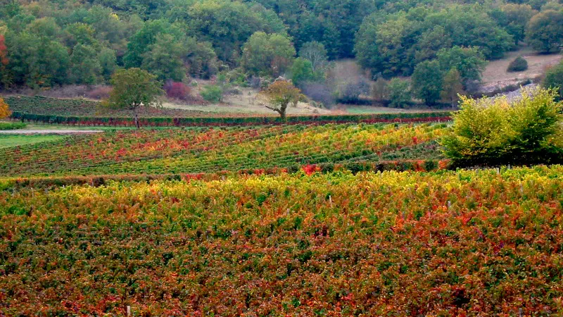 Vignoble