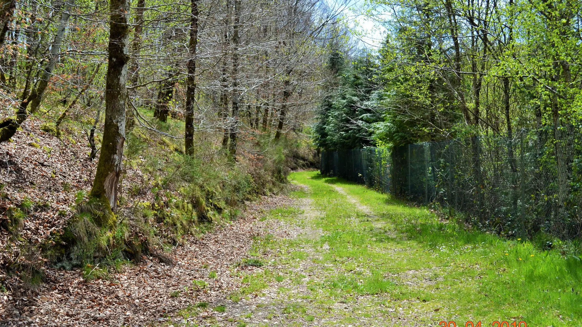 Chemin autour sous-bois