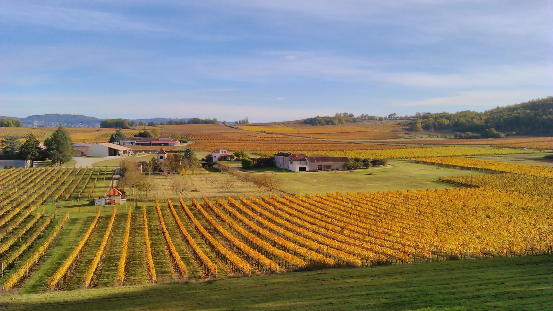 Vigne Automne