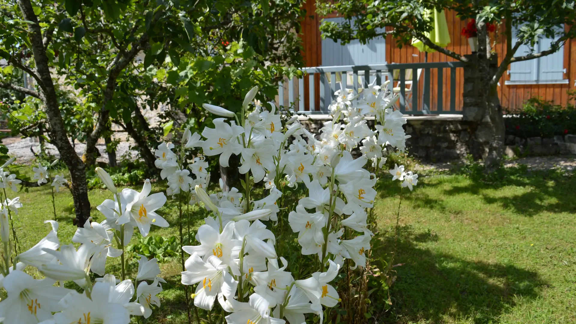 Les lys au mois de mai