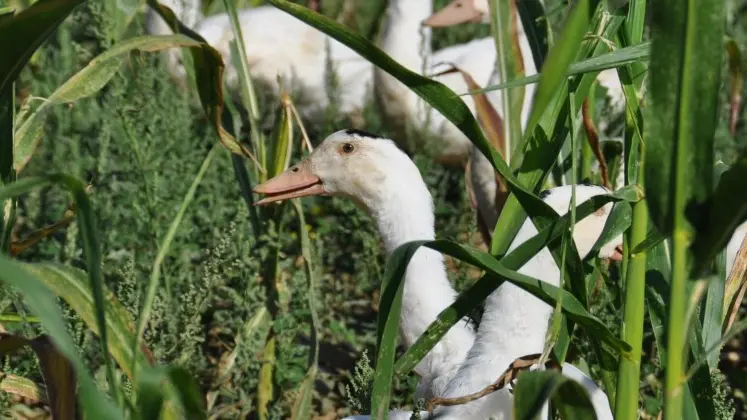 Ferme les Bruyères