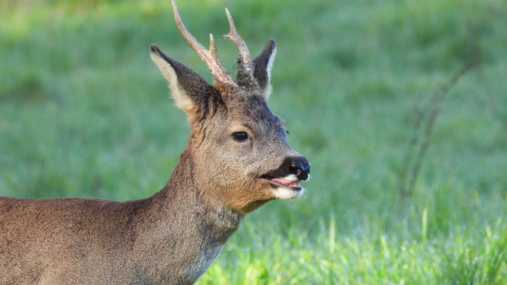 faune sauvage