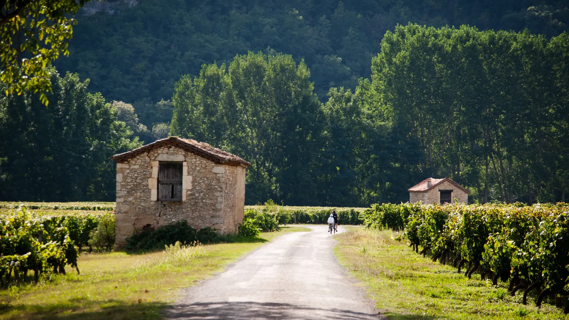 Luzech - Dans les Vignes