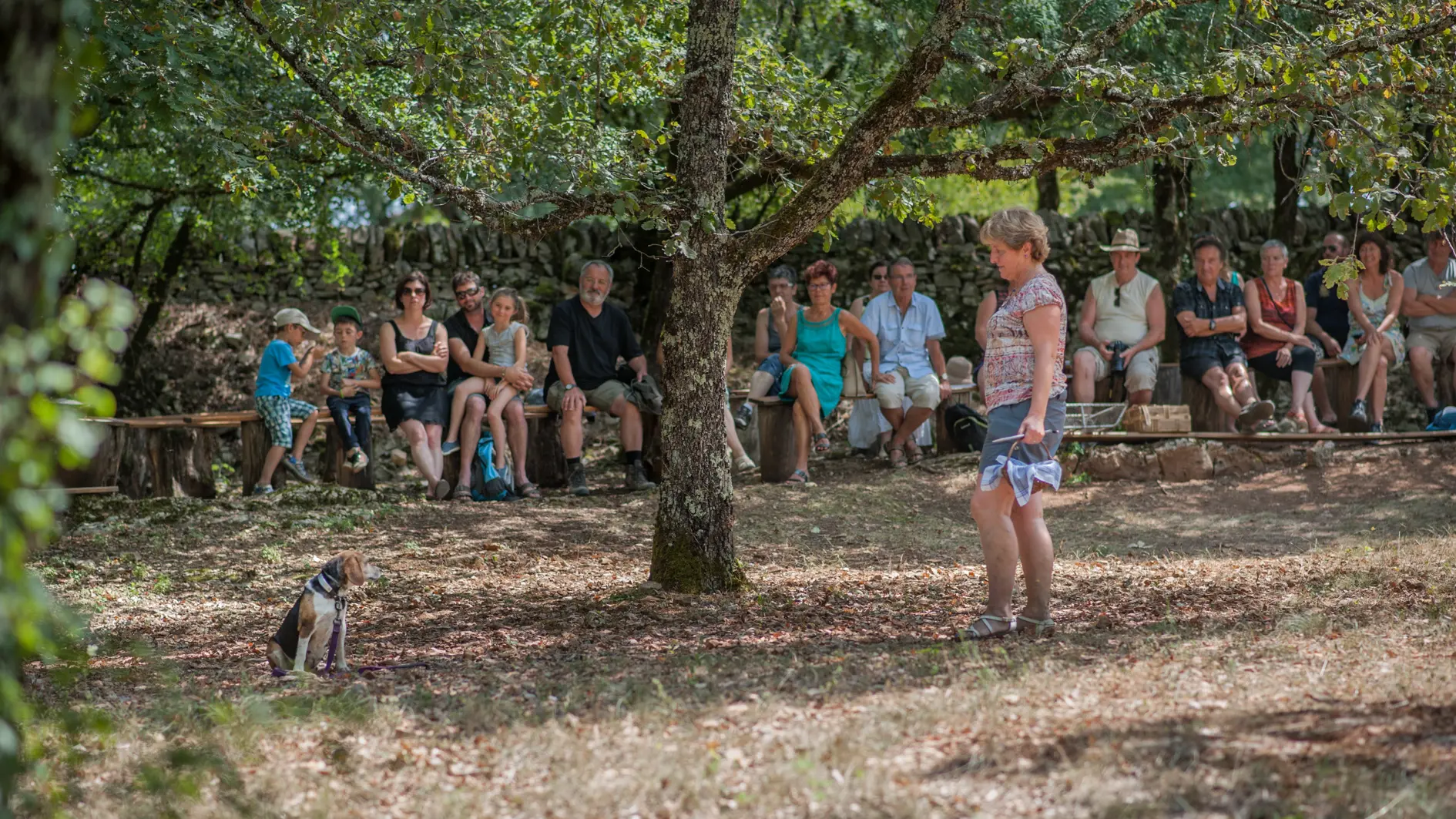 Démonstraion de cavage (recherche de truffe) - Truffe Passion à Limogne