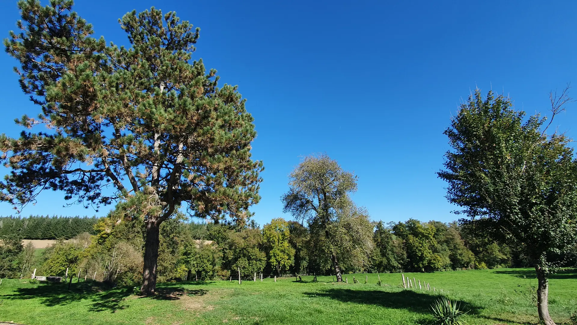 Dessous le Grand Pin