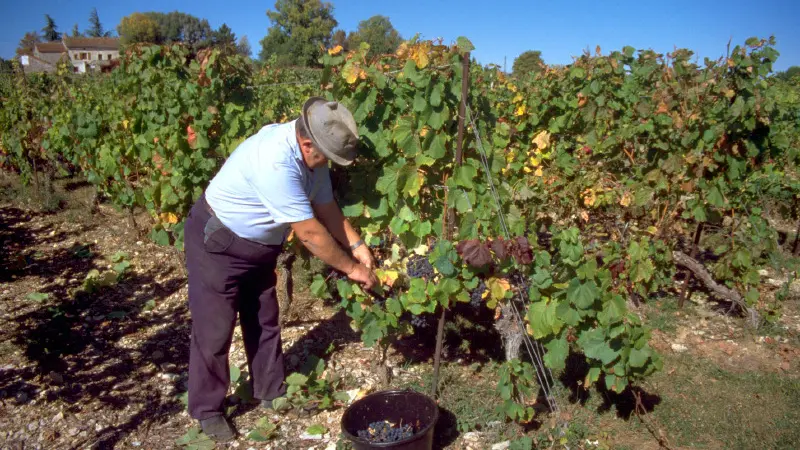 Travail à la Vigne