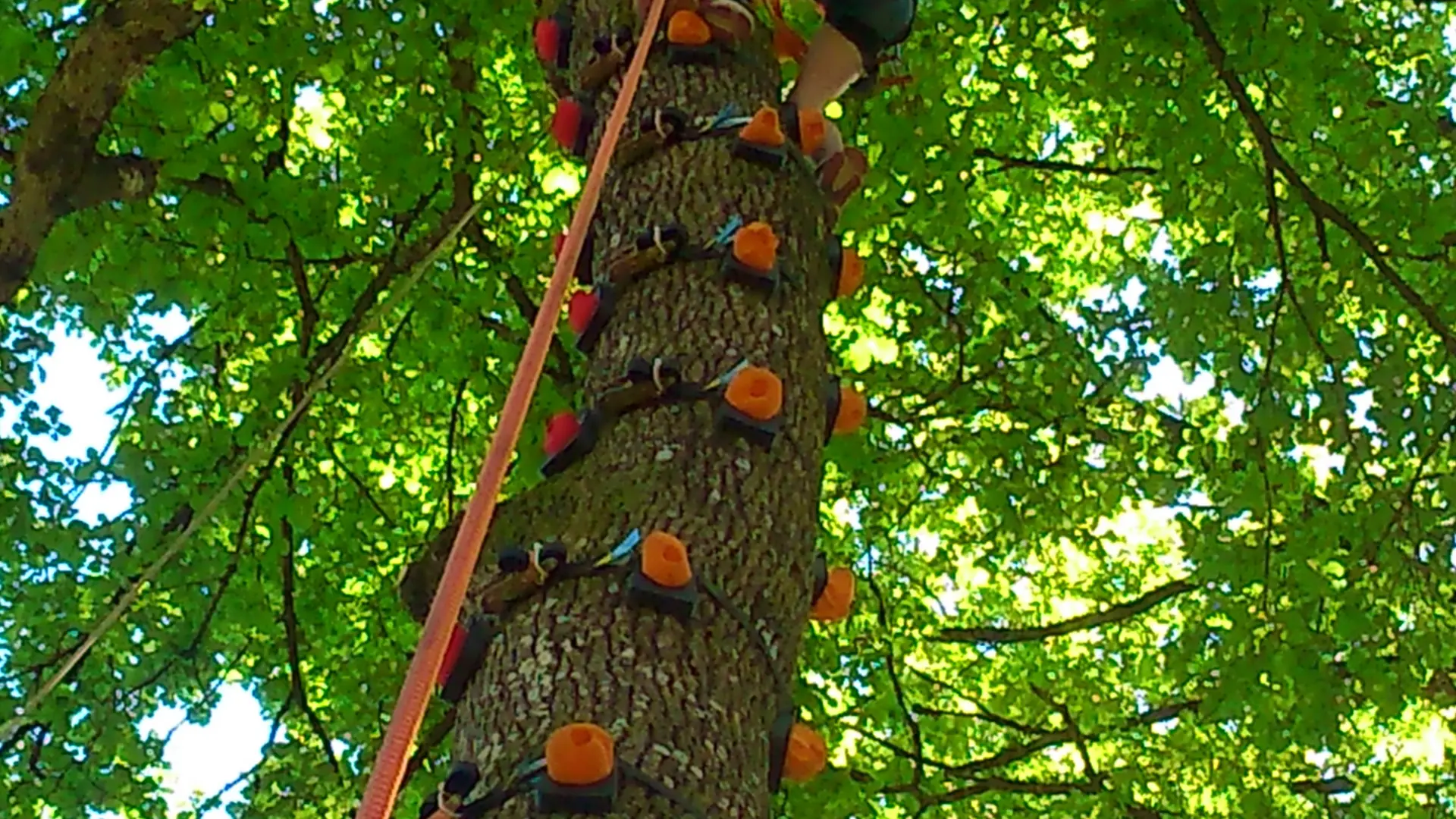 CAP NATURE Escalade sur Arbres