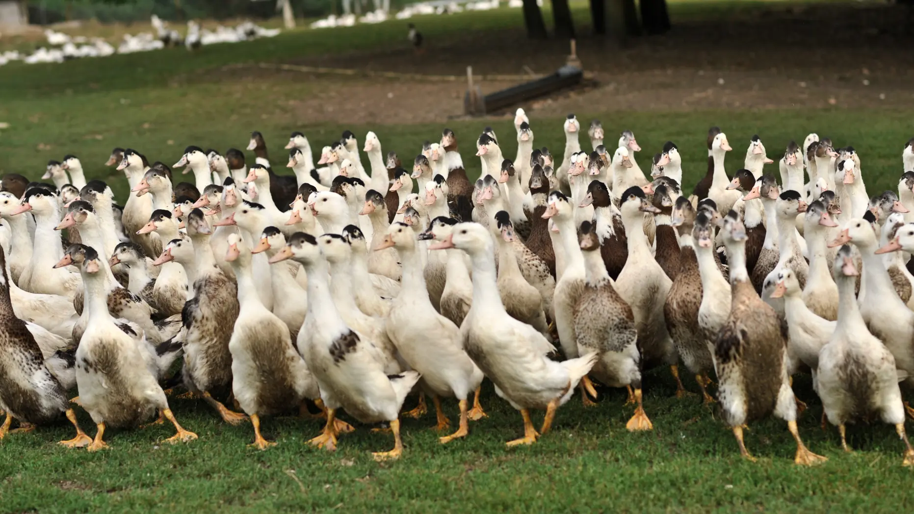 Elevage de canards_02 © Lot Tourisme - C. ORY