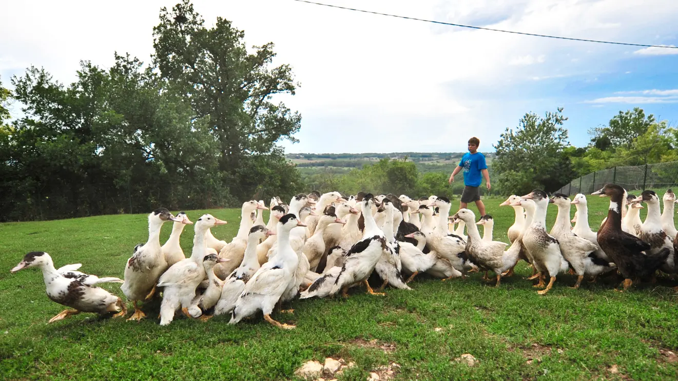 Elevage de canards_03 © Lot Tourisme - C. ORY