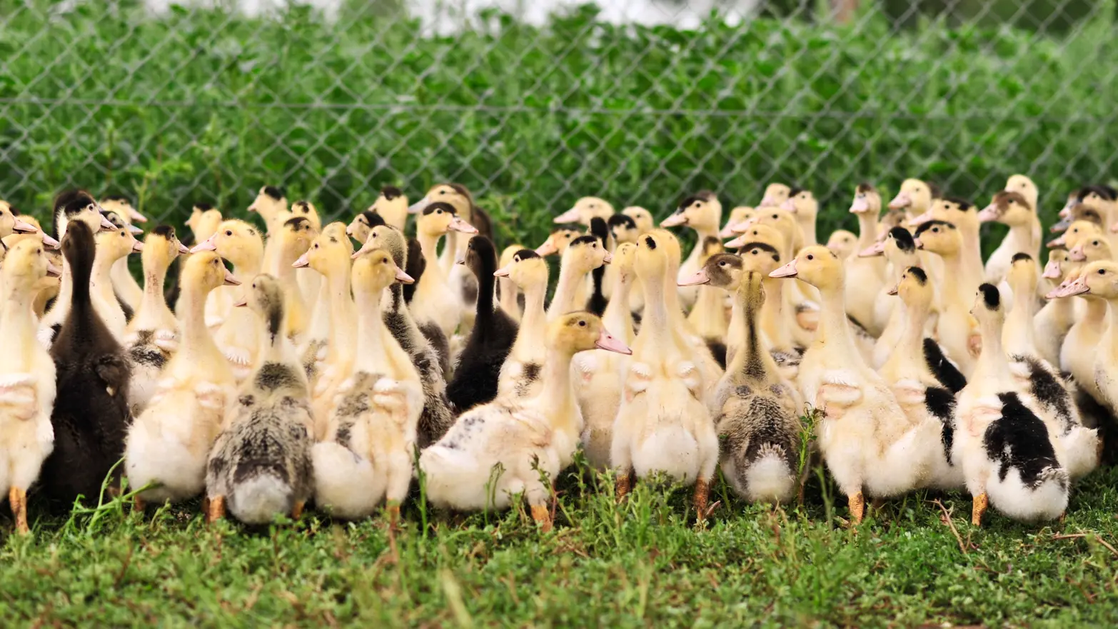 Elevage de canards_04 © Lot Tourisme - C. ORY