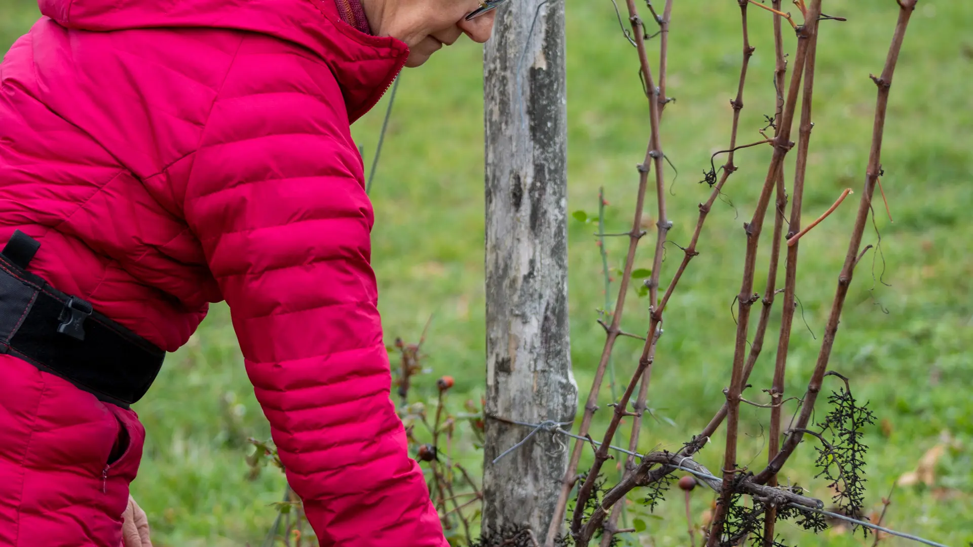 Evelyne, vigneronne Taille de la vigne