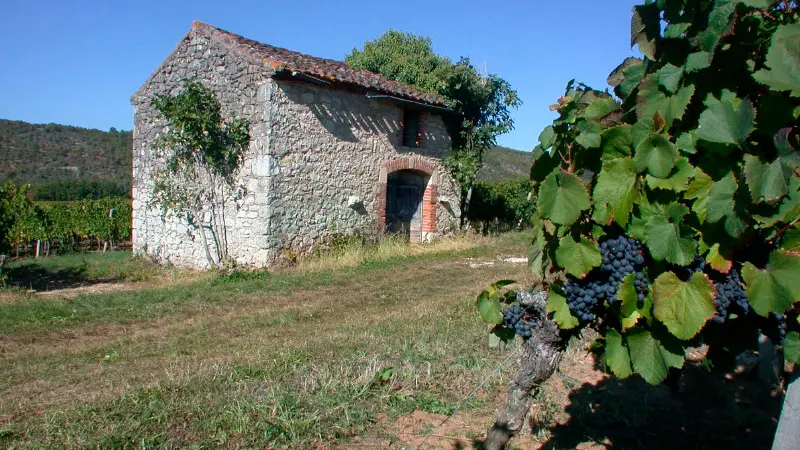 Maison de Vigne