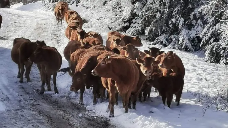 Prés environnants durant un hiver de neige