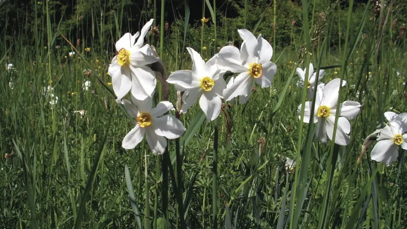 Narcisse