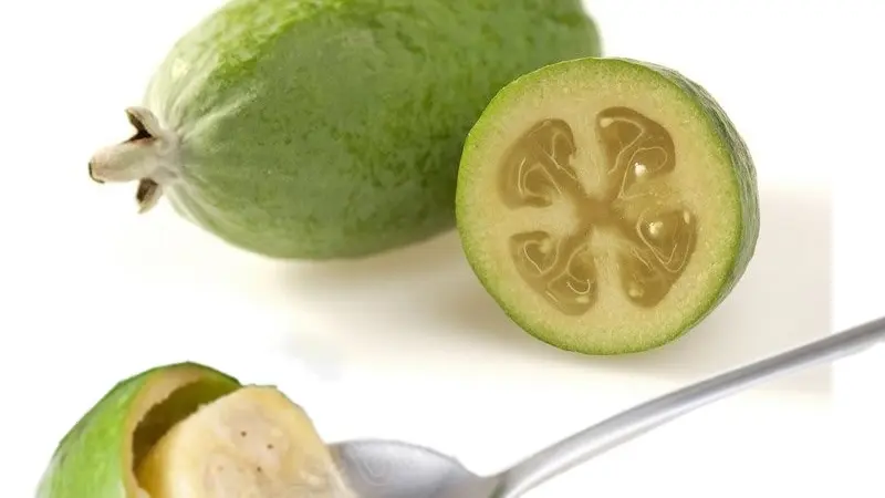 Feijoa