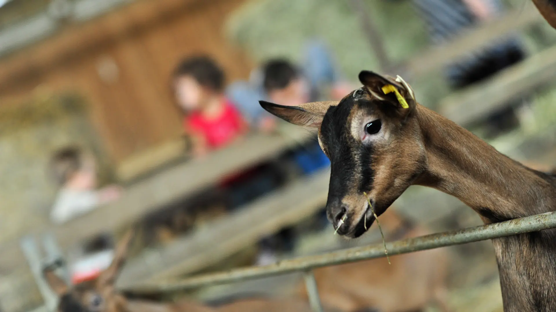 Ferme-Auberge du Mas de Thomas à St-Sulpice_11 © Lot Tourisme - C. ORY