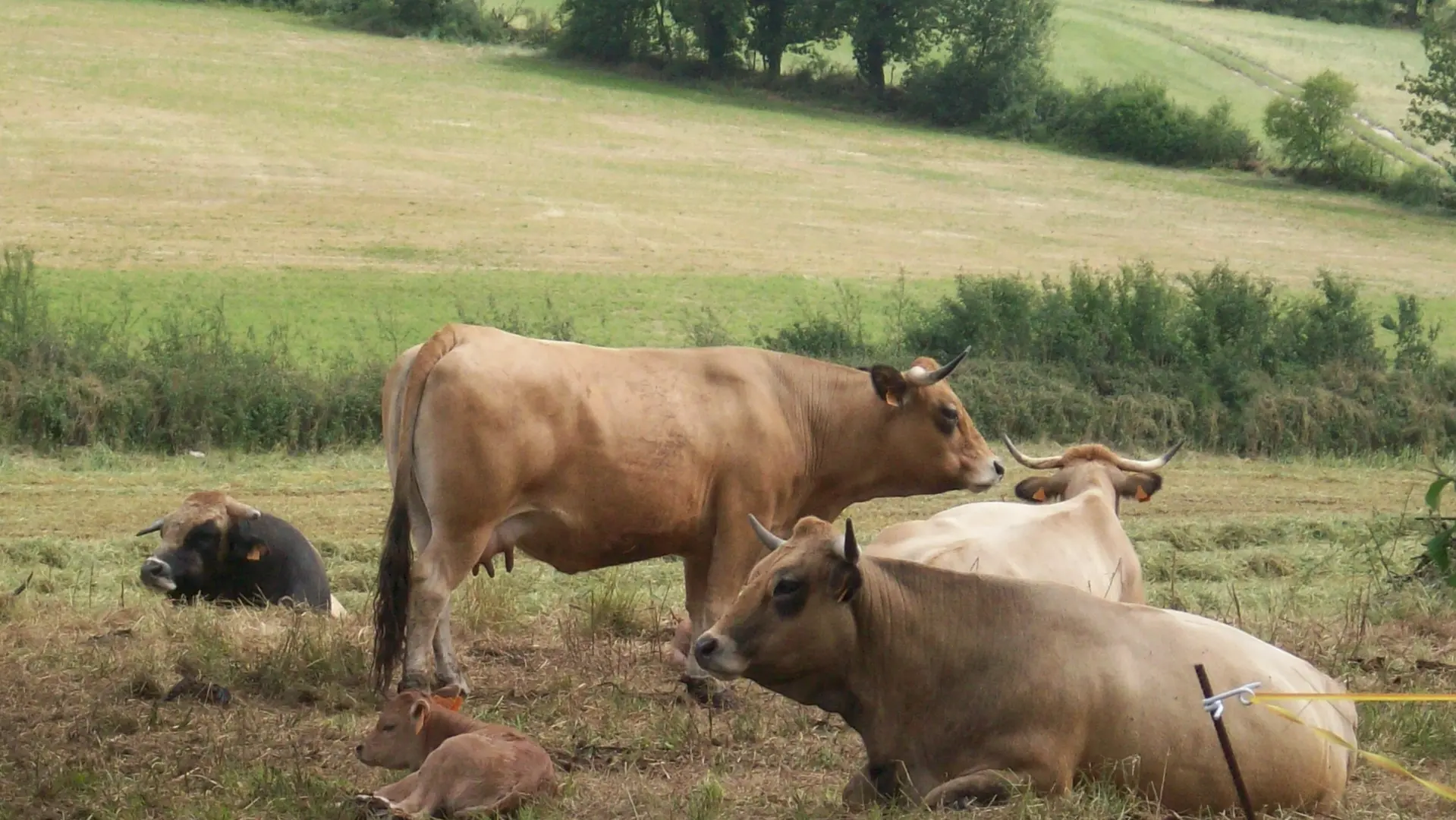 Ferme de Larcher - animaux