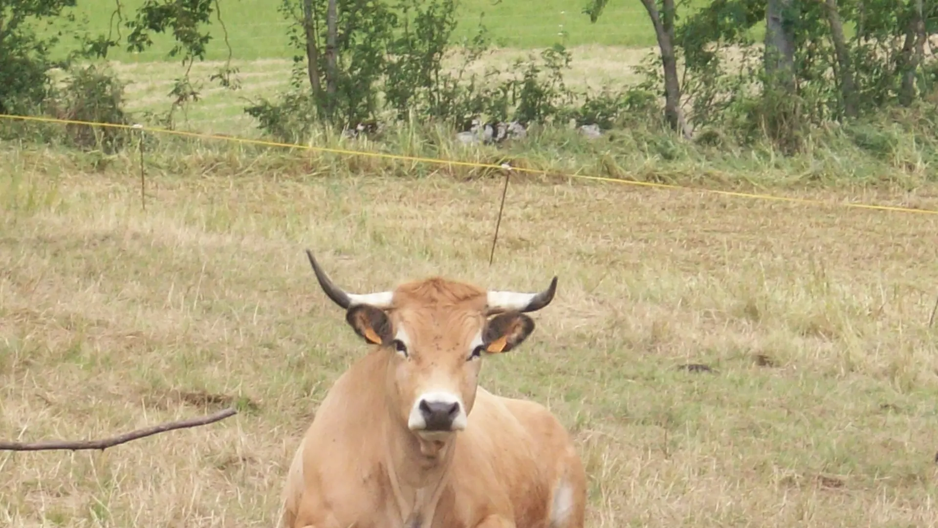 Ferme de Larcher animaux