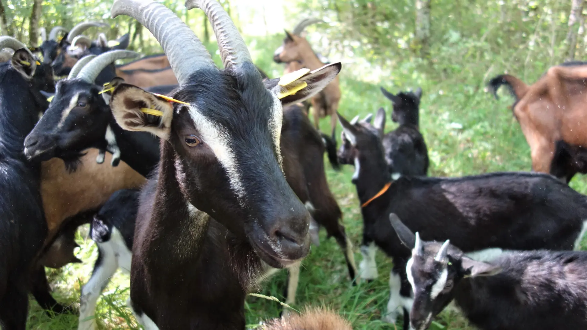 Ferme de Morgane (9)