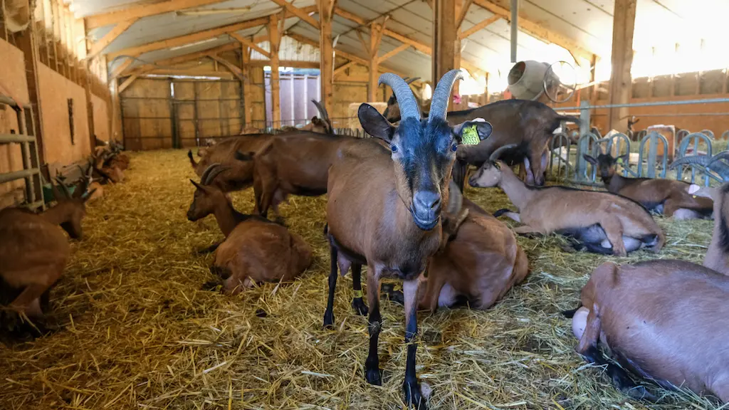 Ferme-de-la-Hulotte_Chèvres1 copie