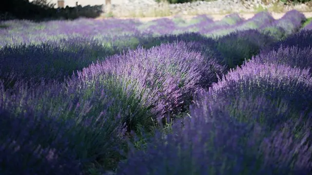 Ferme-des-Alix---Rocamadour-2-OK